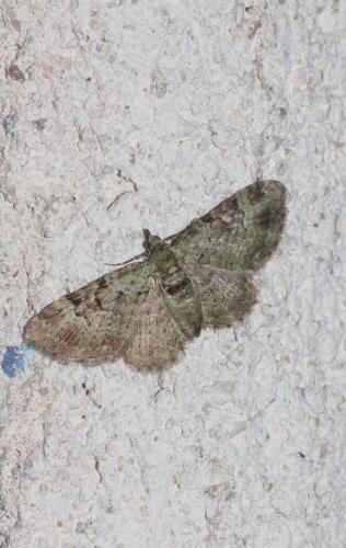 Réf. 308 003 : Pasiphila rectangulata